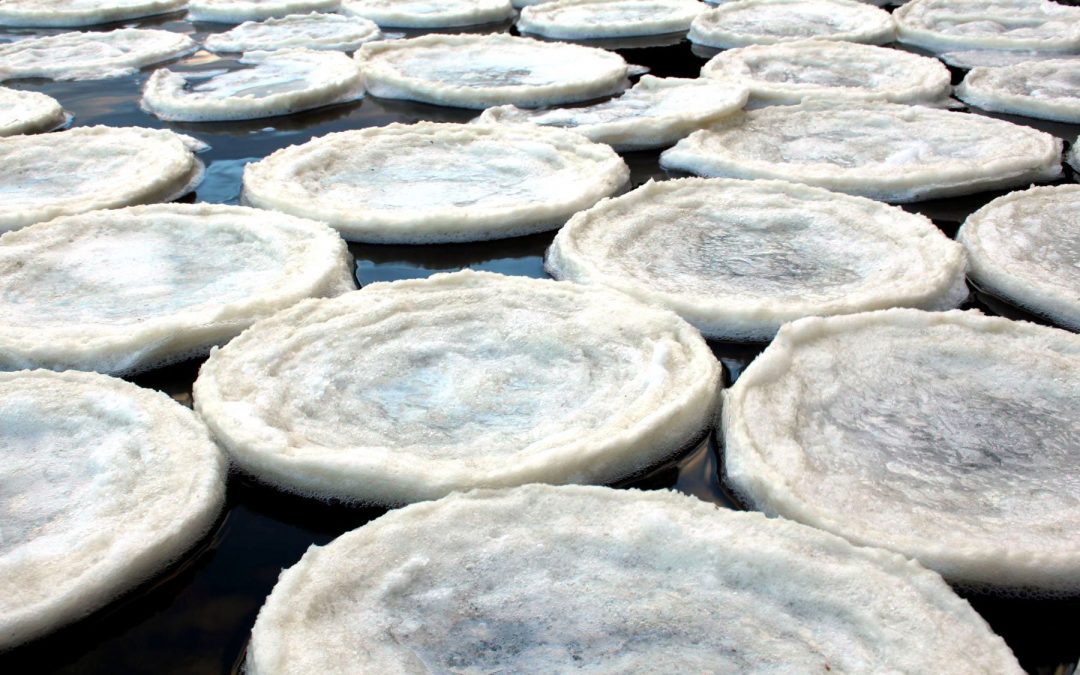 Las galletas de hielo o Ice Pancakes, curioso fenómeno invernal